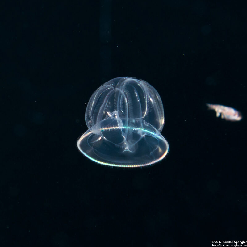 Class Enteropneusta (Larval Acorn Worm)