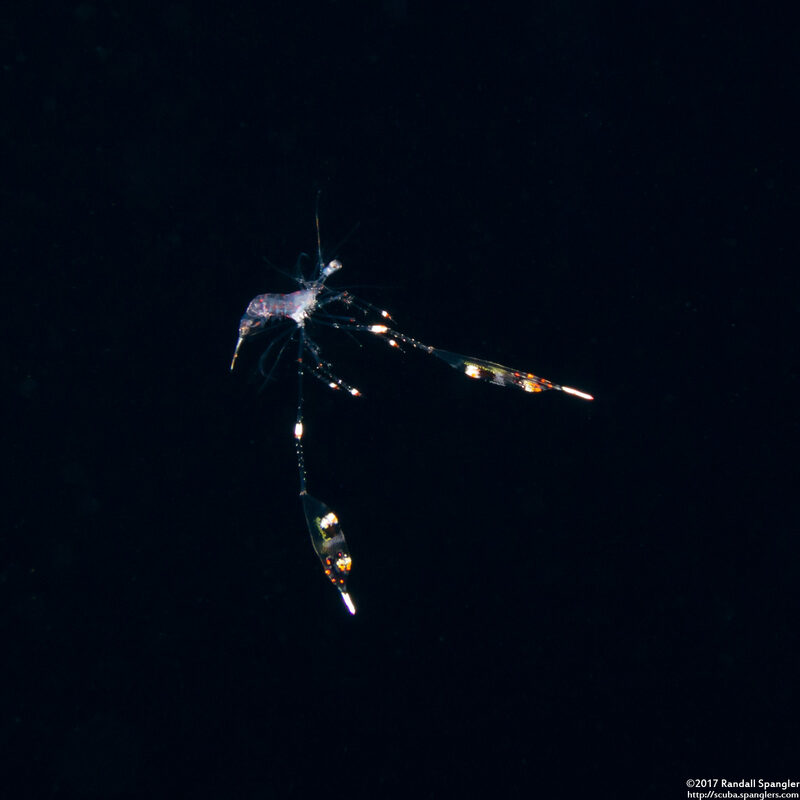 Lysmata sp.1 (Larval Cleaner Shrimp)