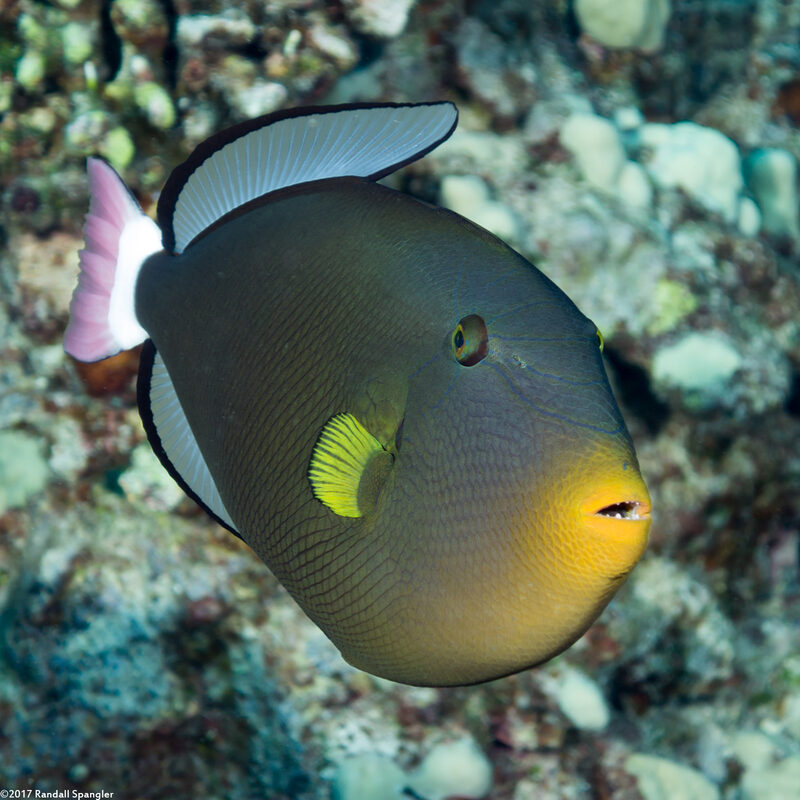 Melichthys vidua (Pinktail Triggerfish)