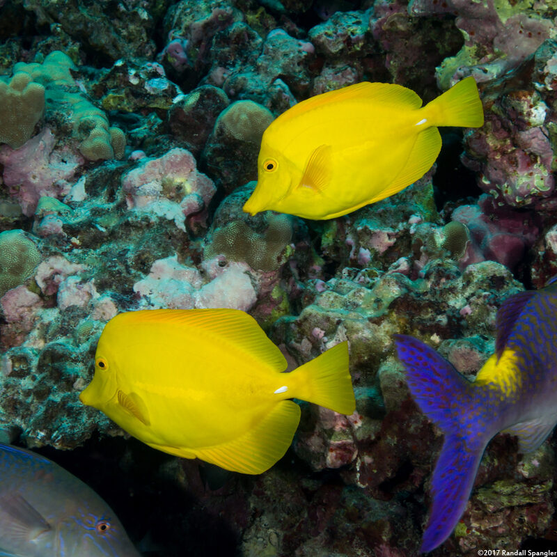 Zebrasoma flavescens (Yellow Tang)