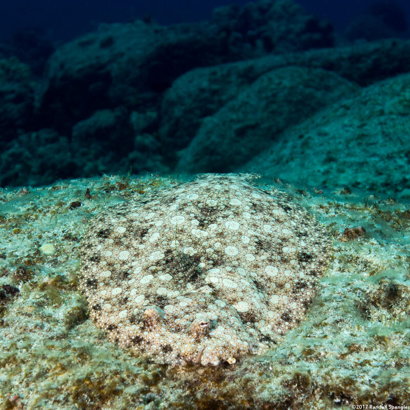 Bothus mancus (Flowery Flounder)