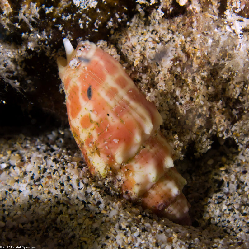 Mitra stictica (Punctured Miter)