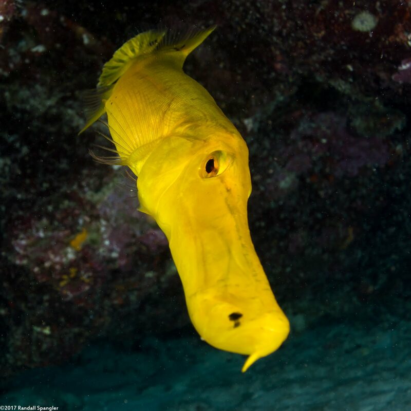 Aulostomus chinensis (Trumpetfish)