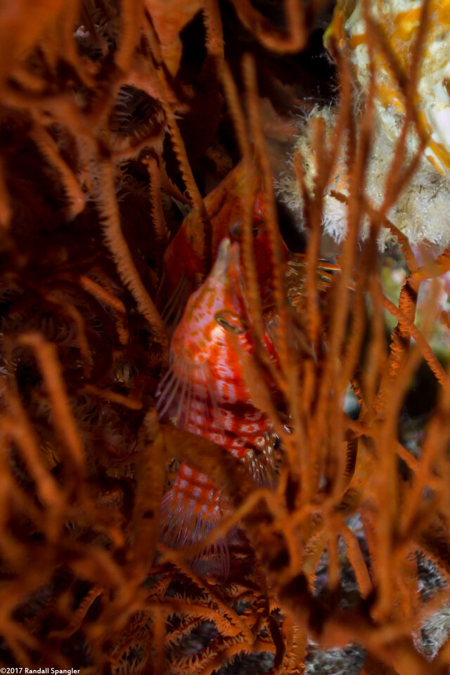Oxycirrhites typus (Longnose Hawkfish)