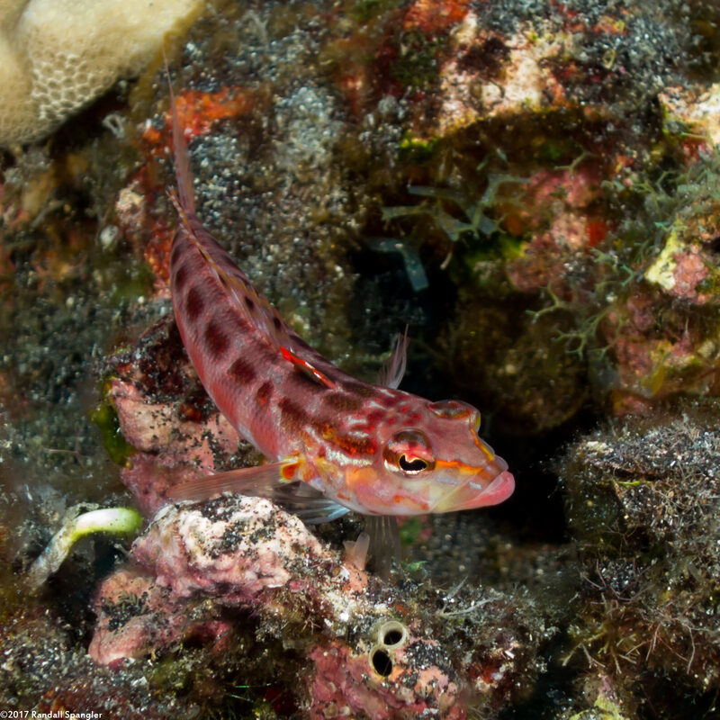 Parapercis schauinslandii (Redspotted Sandperch)