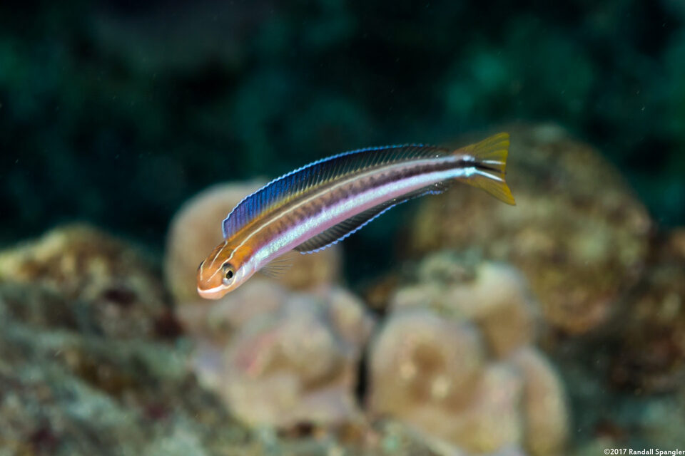 Plagiotremus goslinei (Gosline's Fang Blenny)