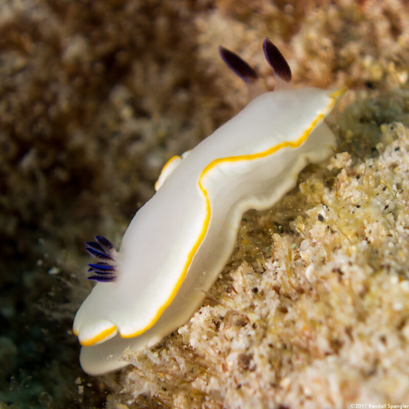 Ardeadoris scottjohnsoni (Scott Johnson's Nudibranch)