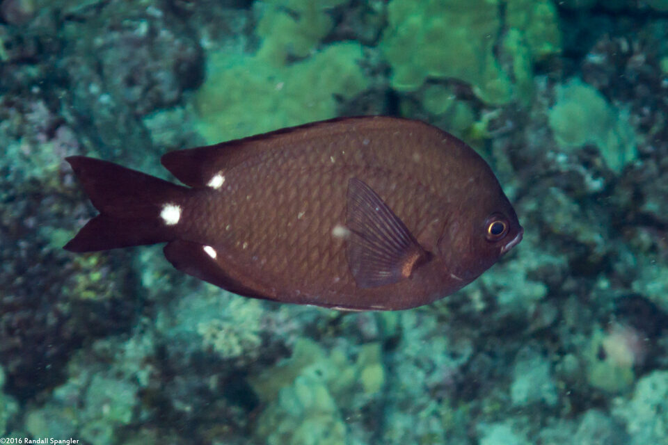 Chromis verater (Threespot Chromis)