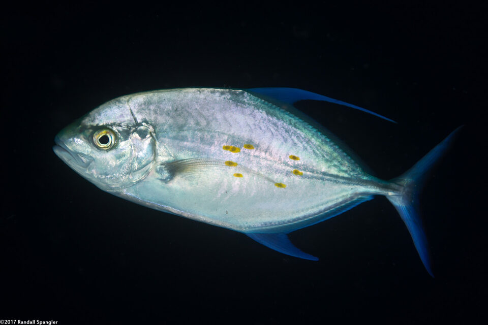 Carangoides orthogrammus (Island Jack)