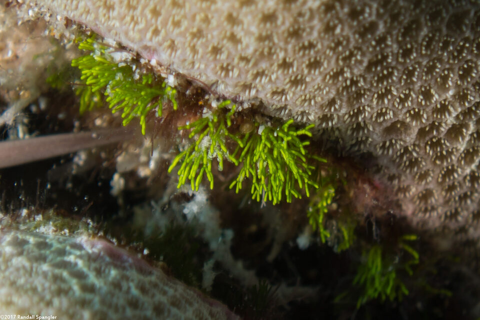 Chlorodesmis caespitosa (Bushy Chlorodesmis)