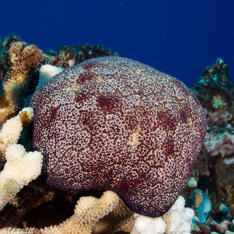 Culcita novaeguineae (Cushion Star)