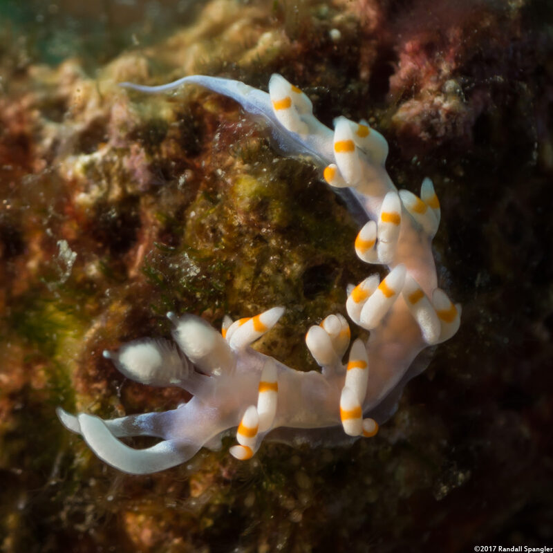 Samla bicolor (Bicolor Nudibranch)