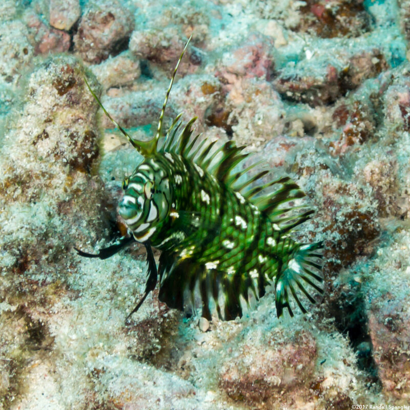 Novaculichthys taeniourus (Rockmover Wrasse)