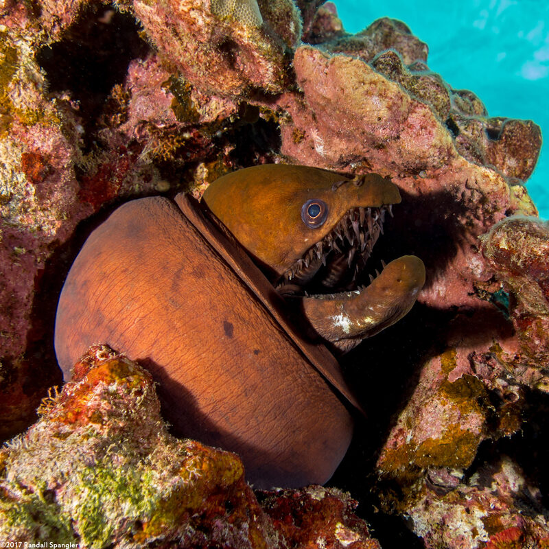 Enchelynassa canina (Viper Moray)