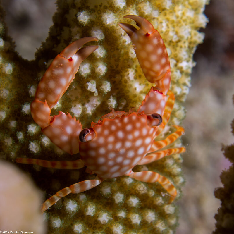 Trapezia flavopunctata (Yellow-Spotted Guard Crab)