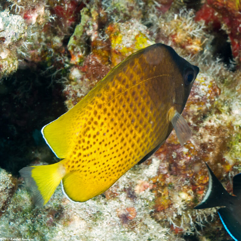 Chaetodon kleinii (Blacklip Butterflyfish)