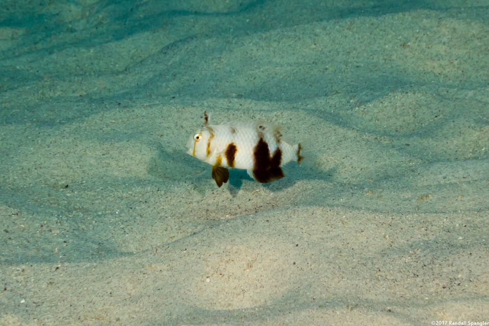 Iniistius umbrilatus (Blackside Razor Wrasse)