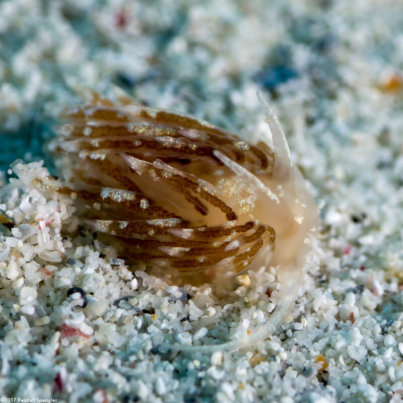 Facelina sp.1 (Facelina sp.1)
