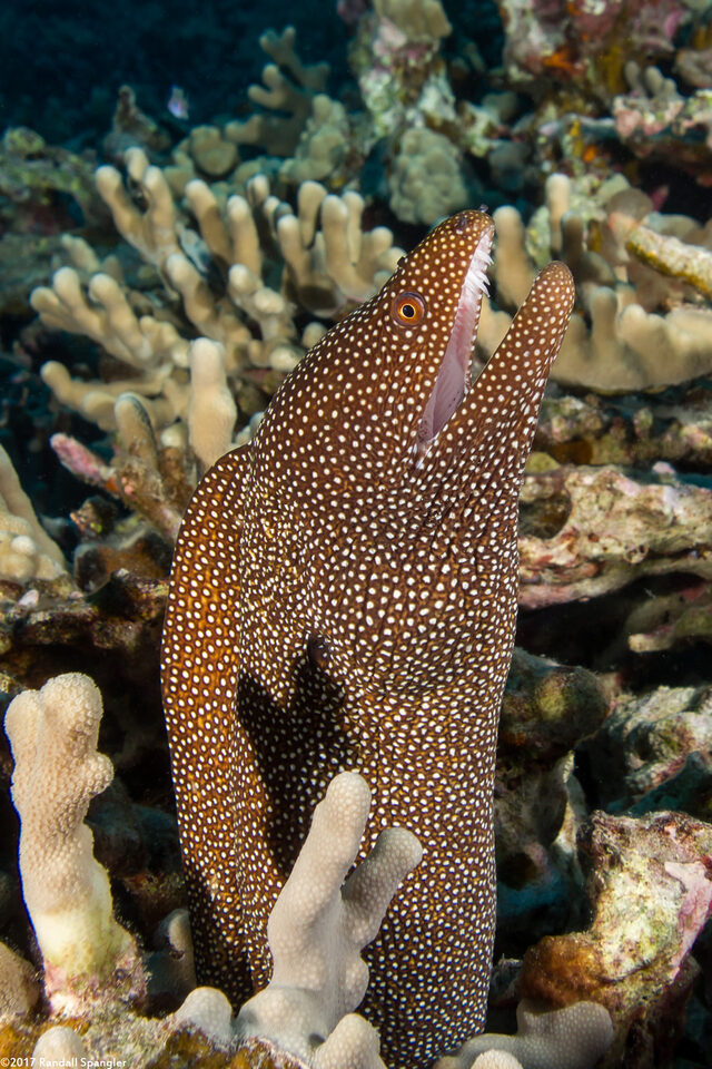Gymnothorax meleagris (Whitemouth Moray)