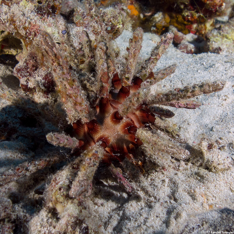 Chondrocidaris gigantea (Rough-Spined Urchin)
