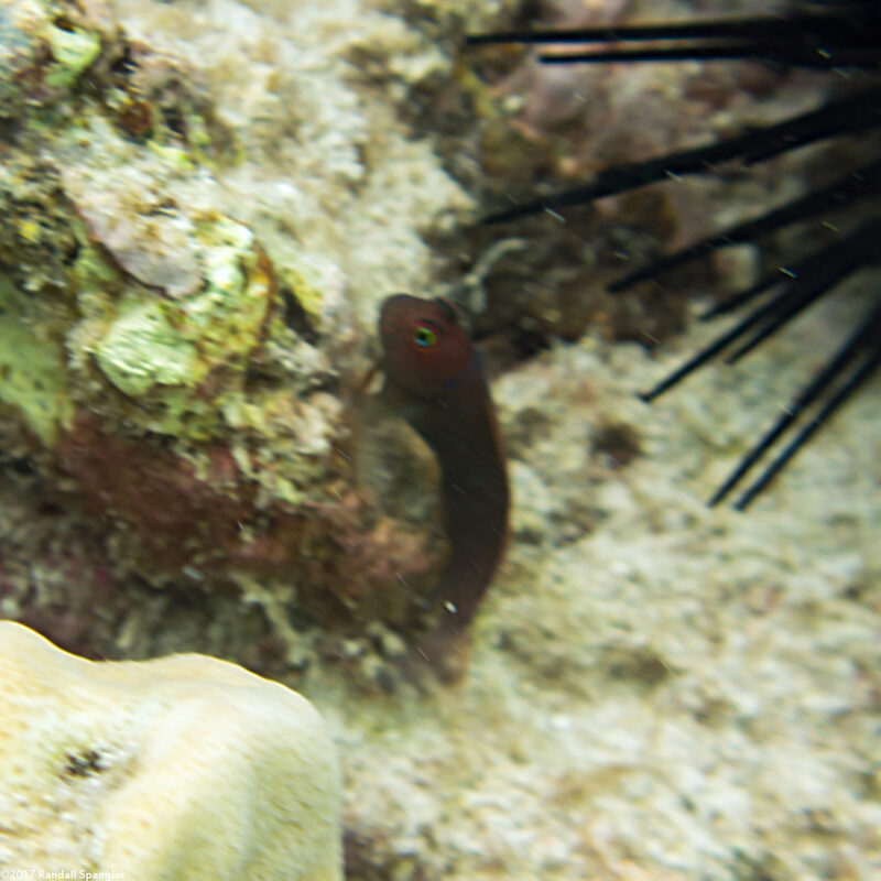 Cirripectes vanderbilti (Scarface Blenny)
