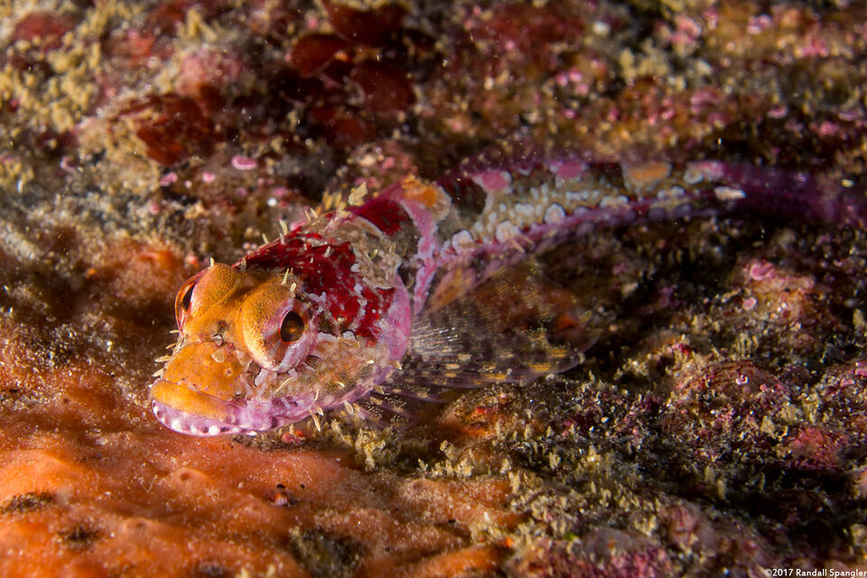 Artedius corallinus (Coralline Sculpin)