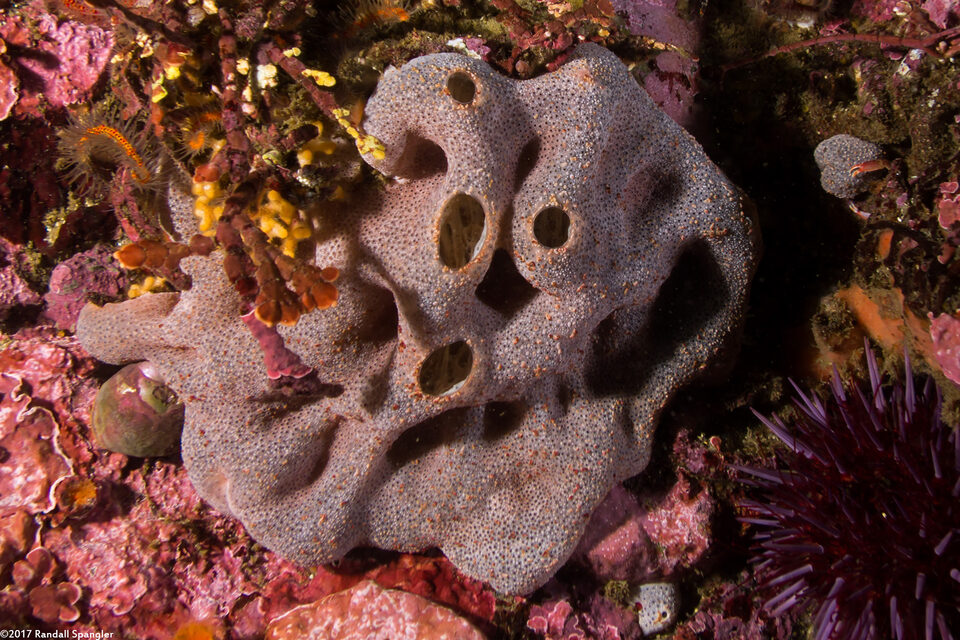 Trididemnum opacum (Trididemnum Opacum)