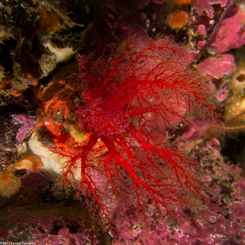 Psolus chitonoides (Slipper Sea Cucumber)