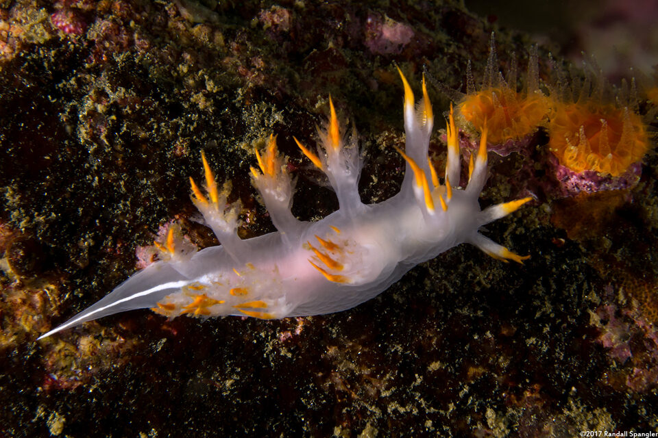 Dendronotus albus (White Dendronotus)