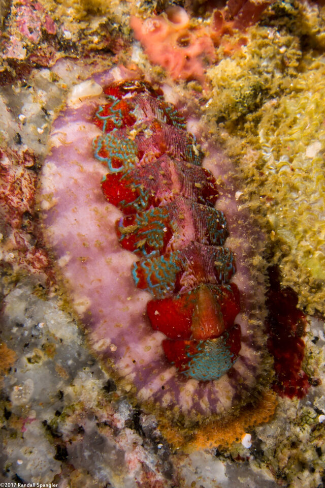 Mopalia spectabilis (Red-Flecked Mopalia)