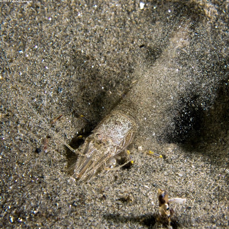 Crangon franciscorum (California Bay Shrimp)