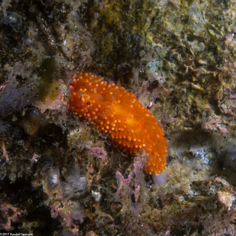 Anteaeolidiella oliviae (Olive's Aeolid)