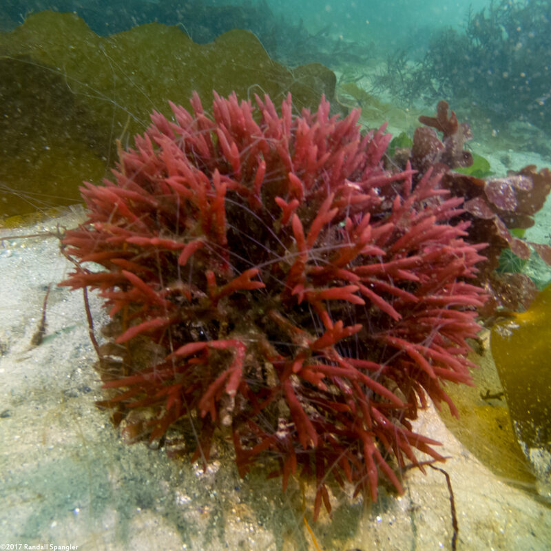 Scinaia confusa (Red Antlers)
