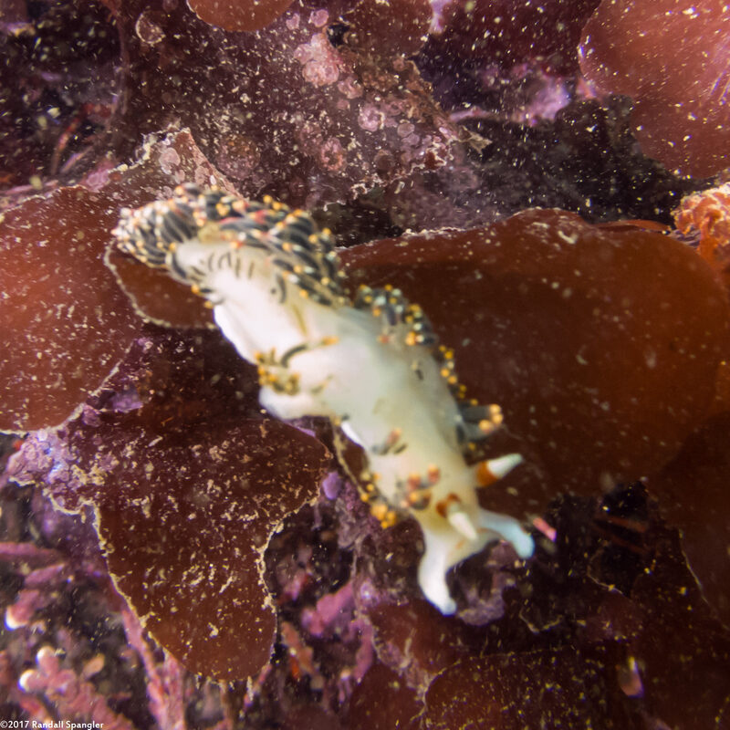 Phidiana hiltoni (Hilton's Aeolid)