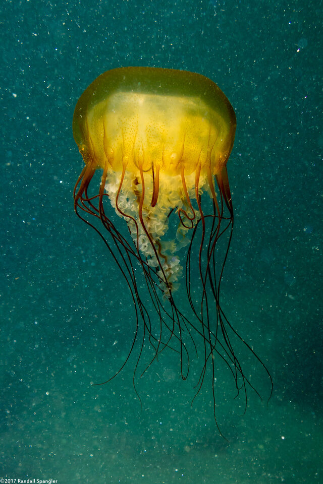 Chrysaora fuscescens (Brown Jellyfish)