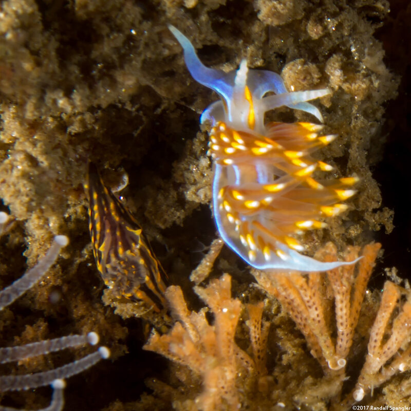 Polycera atra (Black Dorid)