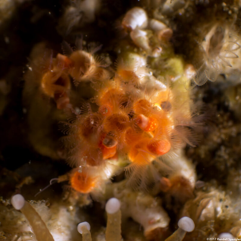 Spirorbinae sp.2 (Spirorbinae sp.2)