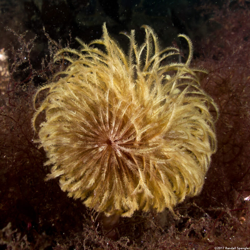 Eudistylia polymorpha (Feather Duster Worm)