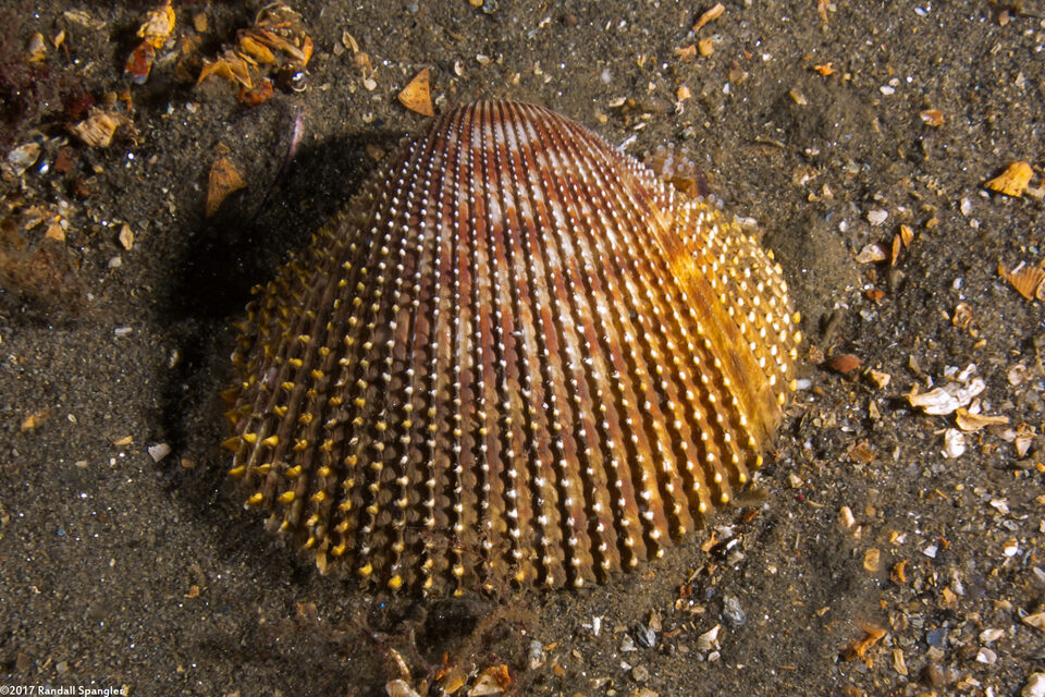 Dallocardia quadragenaria (Spiny Pricklycockle)