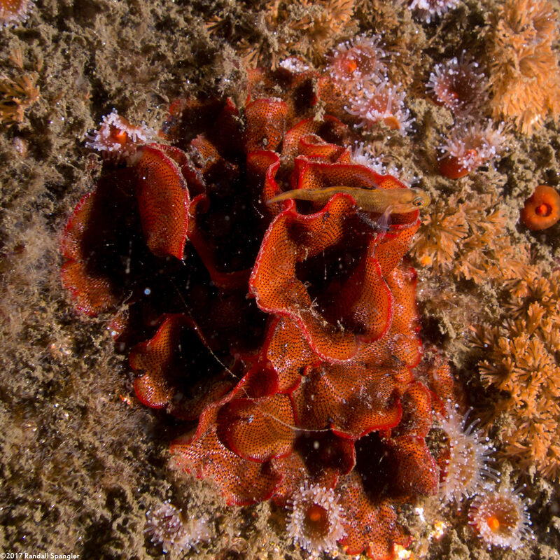 Watersipora subtorquata (Red-Rust Bryozoan)
