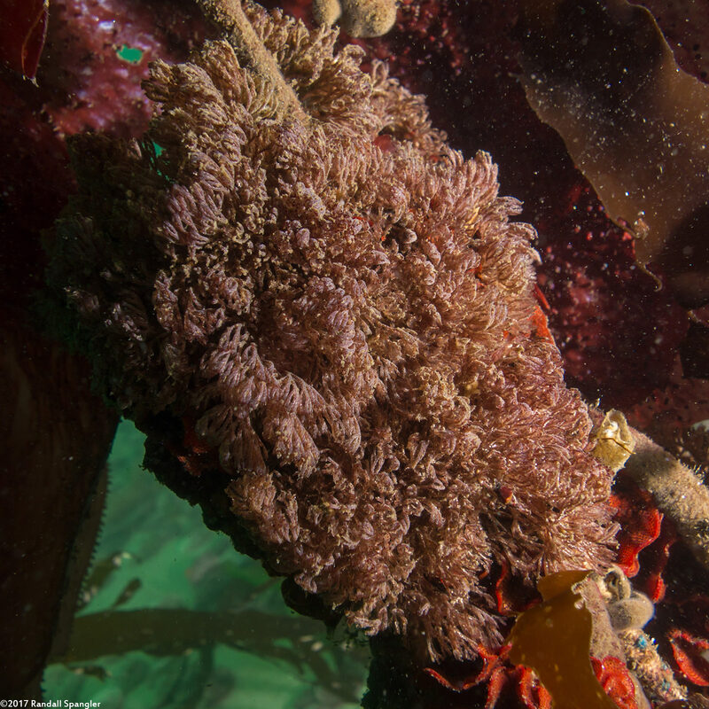 Bugula neritina (Spiral-Tufted Bryozoan)