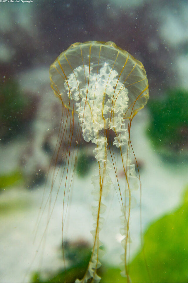 Chrysaora fuscescens (Brown Jellyfish)