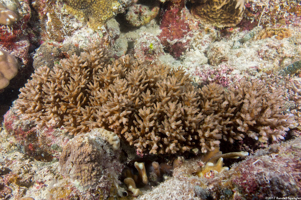Acropora granulosa (Granular Table Coral)
