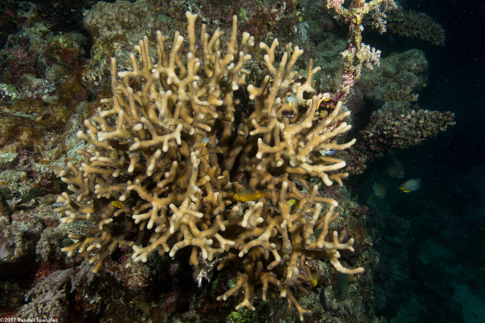 Seriatopora caliendrum (Green Birdsnest Coral)