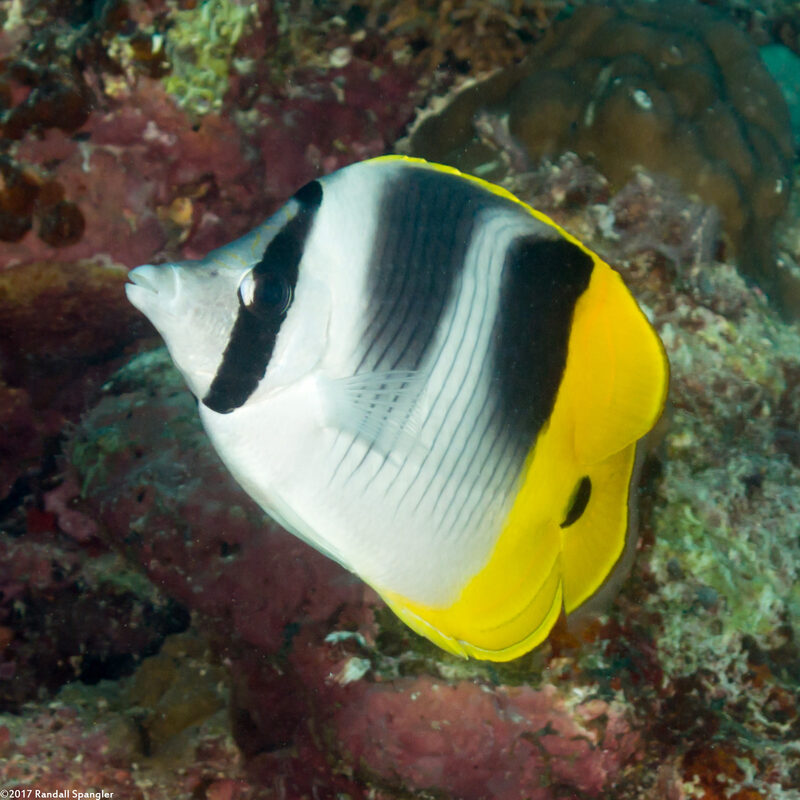 Chaetodon ulietensis (Pacific Double-Saddle Butterflyfish)