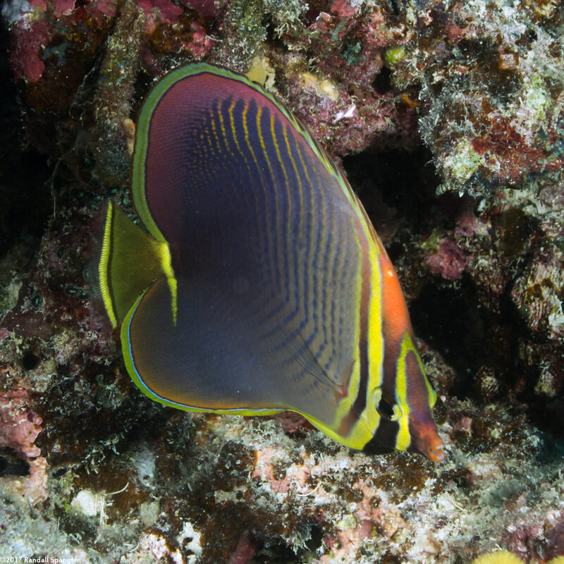 Chaetodon baronessa (Eastern Triangular Butterflyfish)