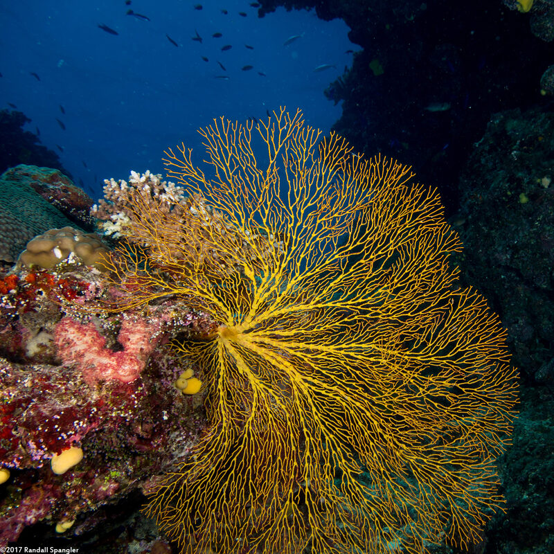 Subergorgia sp.1 (Subergorgia)