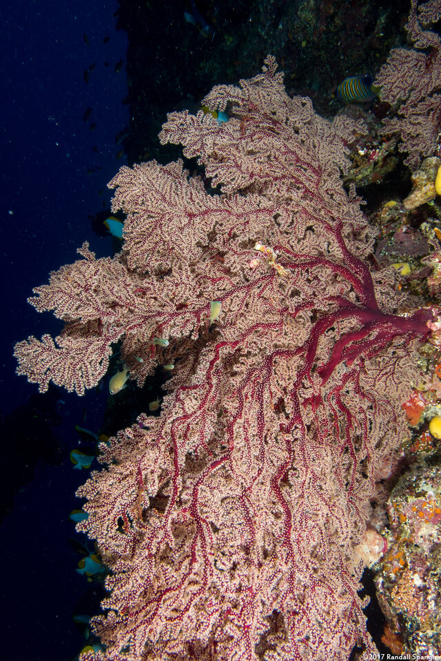 Siphonogorgia sp.1 (Siphonogorgia sp.1)