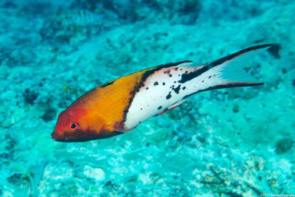 Bodianus anthoides (Lyretail Hogfish)