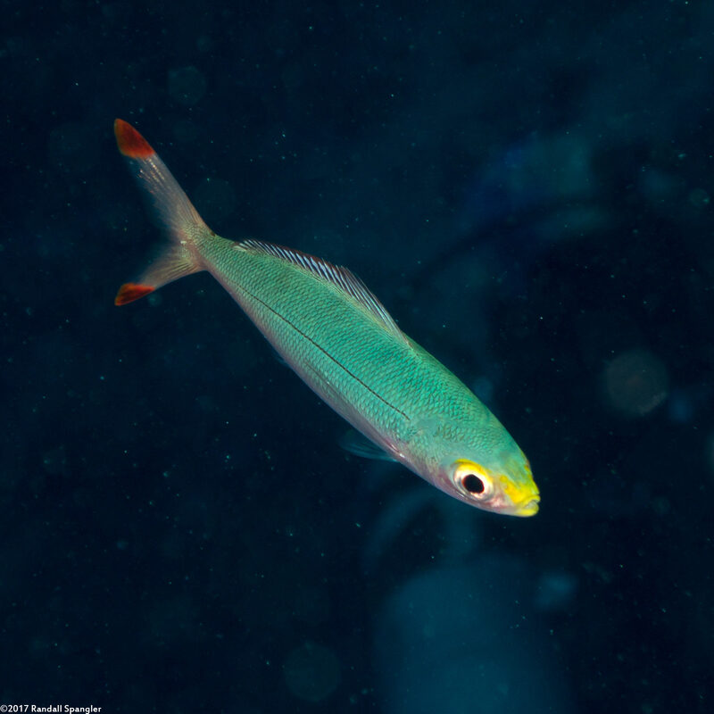 Pterocaesio pisang (Ruddy Fusilier)